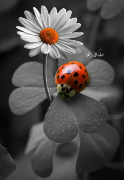 Comment les jeunes qui ne connaissent pas ces chansons auront-ils répondu ?