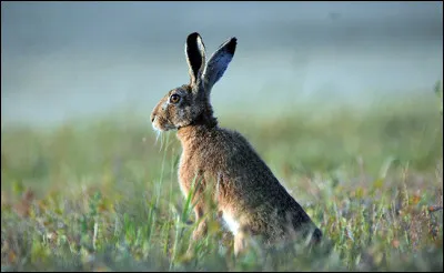 Comment appelle-t-on la femelle du lièvre ?