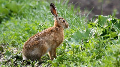 Le lièvre est un mammifère rongeur proche du lapin. Quel nom attribue-t-on à son cri ?