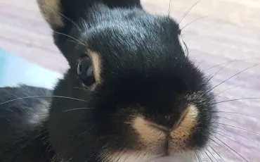 Quiz Lapins