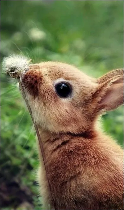 Quel âge a eu le lapin le plus vieux du monde ?