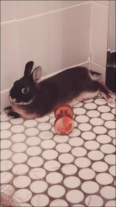 Quel sont les trois types de lapins principaux ?