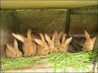 Combien de portées de lapereaux a une lapine par an ?