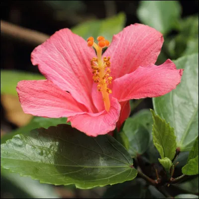 Quelle est cette plante en H dont la fleur comporte 5 pétales libre.Elle est valorisée à des fins alimentaires et médicinales ?