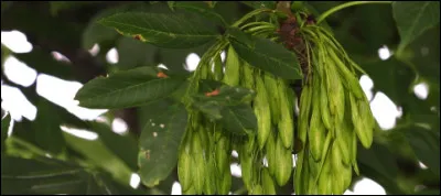 Frêne : que sont ses fruits ?