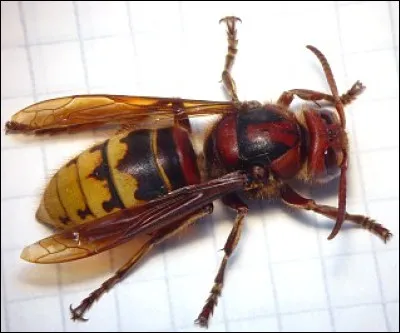 Frelon : quel est le régime alimentaire du frelon européen ?