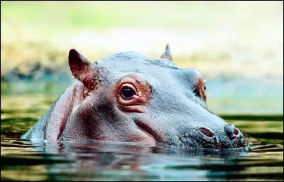 Que signifie le terme "hippopotomonstrosesquipédaliophobie" ?