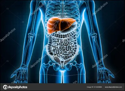 Que signifie le terme "hépatomégalophobie" ?