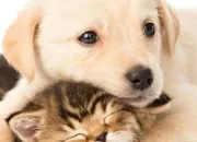 Test Es-tu team chat ou team chien ?