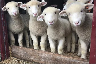 Quel est ton animal préféré ?