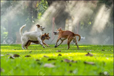 Comment s'appelle la peur des chiens ?