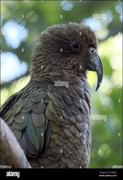 Comment se nomme cet animal ?