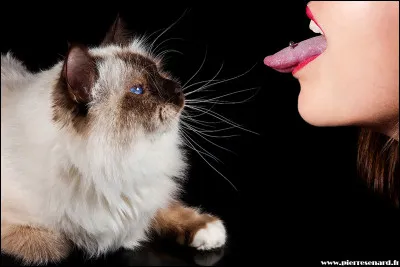 Quelle expression correspond à cette image ?