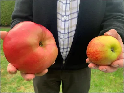 Dans quelle ville a été trouvée la plus grosse pomme au monde ?