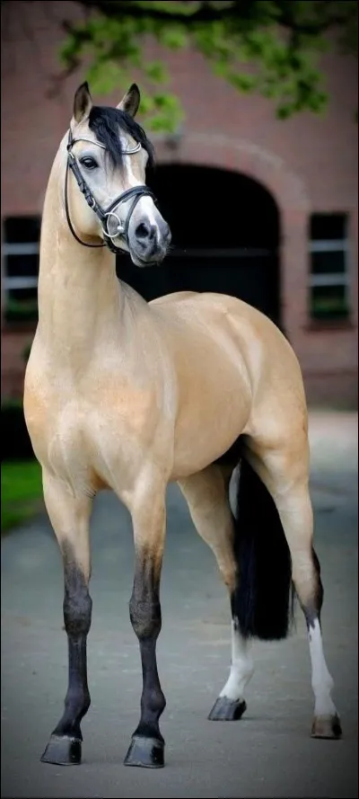 Quelle est sa robe ?