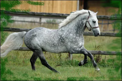 Quelle est sa robe ?