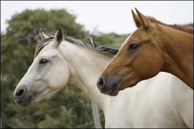 Et pour le dernier, un facile : quelles sont les robes visibles sur cette photo ?