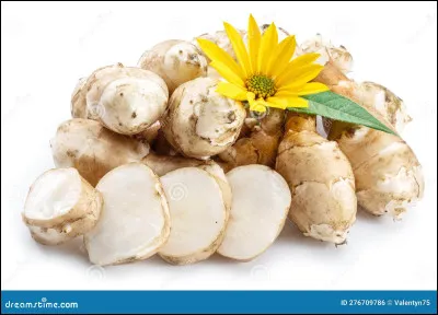 Sous quel nom ce topinambour est-il connu par les gastronomes ?