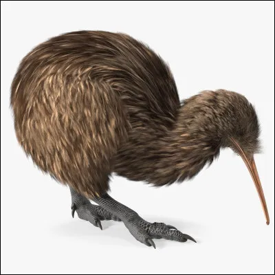 Pourquoi le kiwi porte-t-il le nom d'un oiseau ?