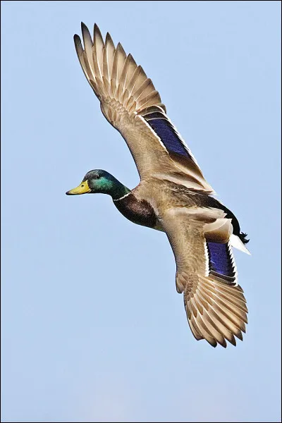 Quel nom porte la sauce qui est un mélange de beurre (non fondu), de jus de citron, de persil et de glace de viande ?