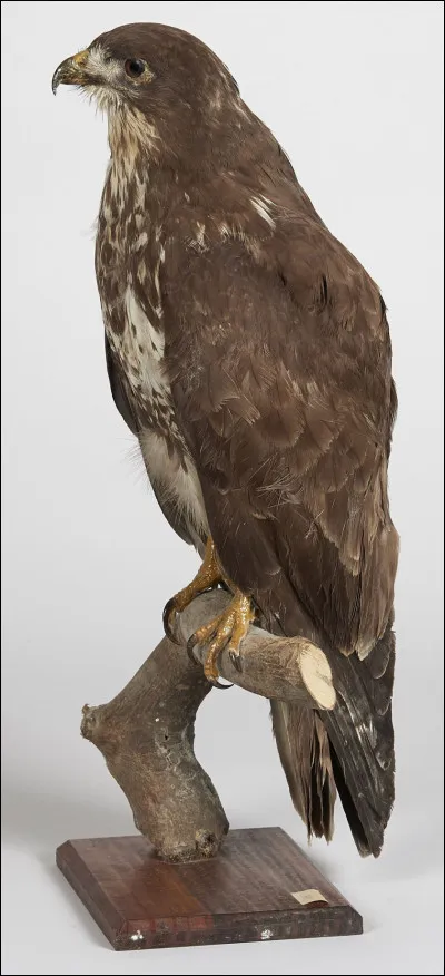 Comment s'appelle cet animal ?