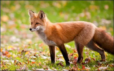 Quel est ce renard ?