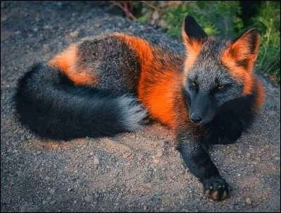 Quel est ce renard ?