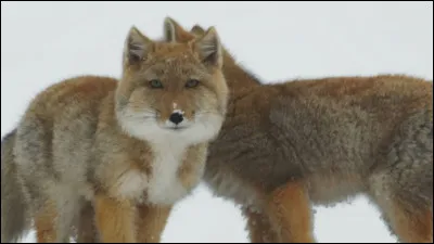 Quel est ce renard ?