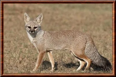 Quel est ce renard ?