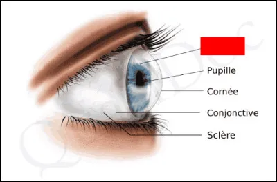 Sur l'image, quel mot se cache sous le rectangle rouge ?