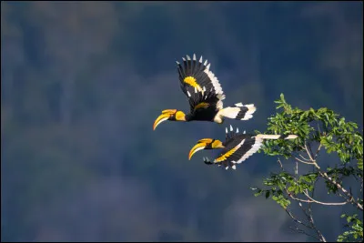 Quel est ton animal préféré ?