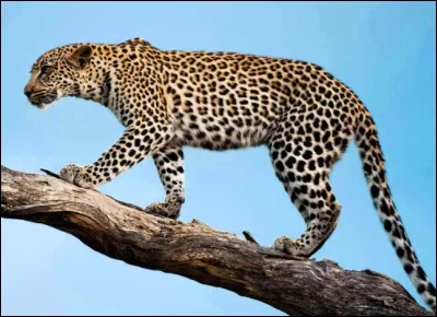 Qui se transforme en léopard ?