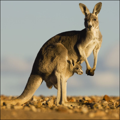 Quel pays est connu pour abriter beaucoup de kangourous ?