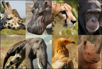 Quel animal t'inspire le plus ?