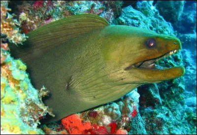 Même s'il a joué aux cartes sur le vieux port, cet acteur n'est pas né à Marseille, qui est-ce ?
