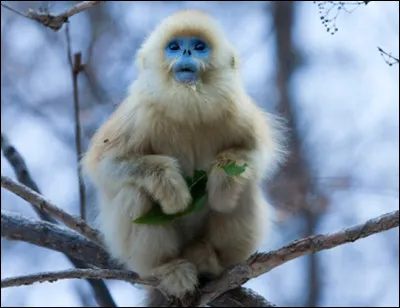 Quel est cet animal ?