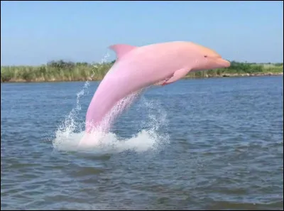 Quel est cet animal ?