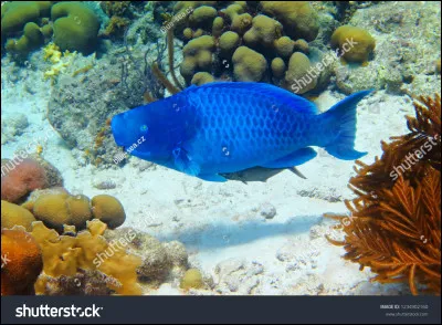 Quel est cet animal ?