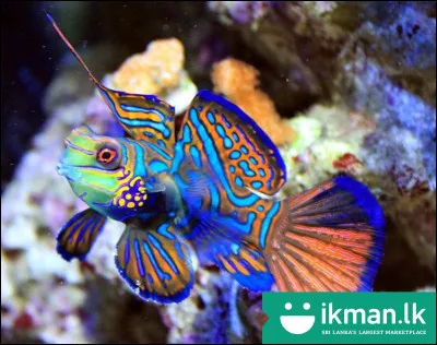 Quel est cet animal ?