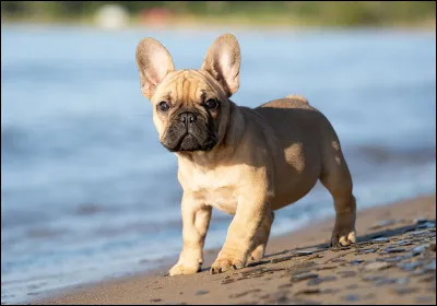 Quelle est la race de chien la plus adaptée aux appartements ?