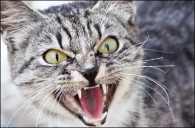 Cur de Feu a tué combien de chats ?