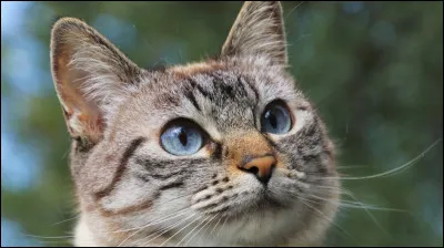 Avec qui Gris Poil a-t-il eu des chatons ?