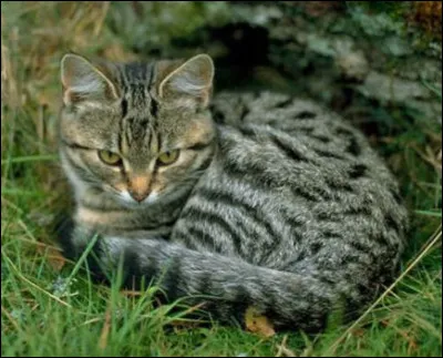 Gris Poil est-il mort à la fin du cycle 5 ?