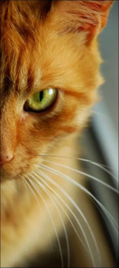 Qui est le meilleur ami de Cur de Feu ?