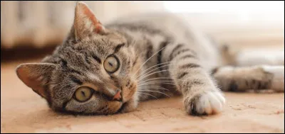 Qui est le premier amour de Plume Grise ?