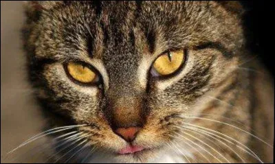 Qui est le premier amour de Cur de Feu ?