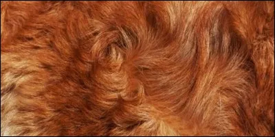 Quelle est la couleur de pelage unicolore la plus rare ?