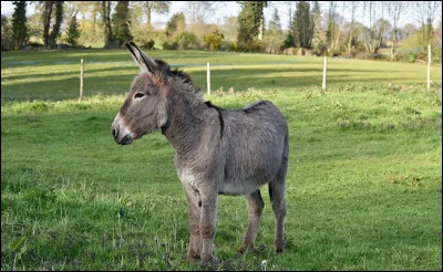 Comment dit-on "âne" en polonais ?