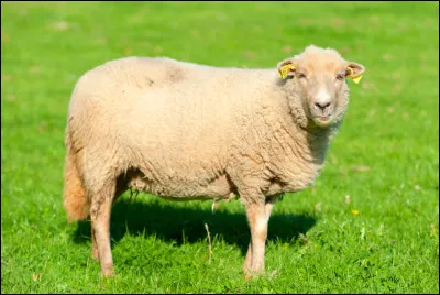 Comment dit-on "mouton" en polonais ?