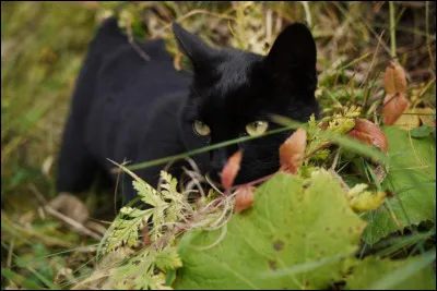 Quel est le clan natal de Pelage dObsidienne ?